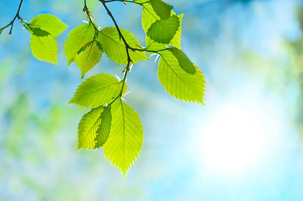 Green leaf opposite sun and sky